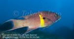 Wrasse 01tc Streamer Hogfish, Bodianus diplotaenia 1582