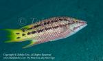 Wrasse 02tc Streamer Hogfish, Bodianus diplotaenia, female 1999