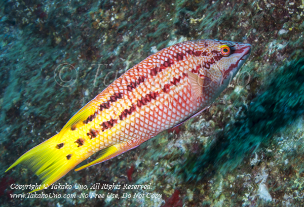 Wrasse 03tc Streamer Hogfish, B diplotaenia, female 1628