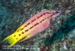 Wrasse 03tc Streamer Hogfish, B diplotaenia, female 1628