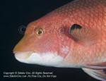 Wrasse 07tc Streamer Hogfish, Bodianus diplotaenia, male 2119