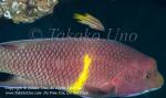 Wrasse 09tc Streamer Hogfish, Bodianus diplotaenia, male 2120