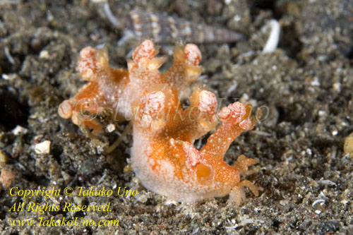 Bornella sp or stellifer possibly Nudi 07tc 9470