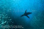 Cabo San Lucas B