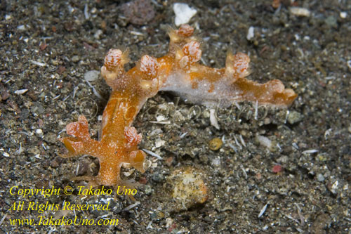 Bornella sp or stellifer possibly Nudi 27tc 9476