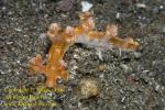 Bornella sp or stellifer possibly Nudi 27tc 9476