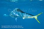 Dorado 23tc Coryphaena hippurus 1714