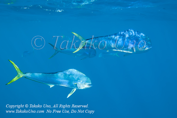Dorado 29tc Coryphaena hippurus 1790