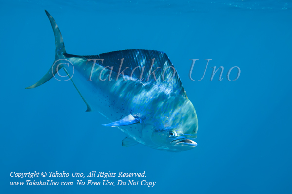 Dorado 32tc Coryphaena hippurus 1872