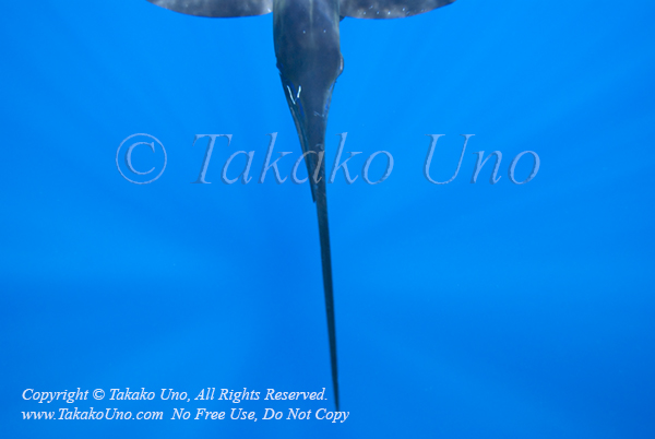 Pacific Sailfish 02t Istiophorus platypterus 0969