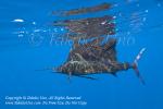 Pacific Sailfish 03tc Istiophorus platypterus 0992