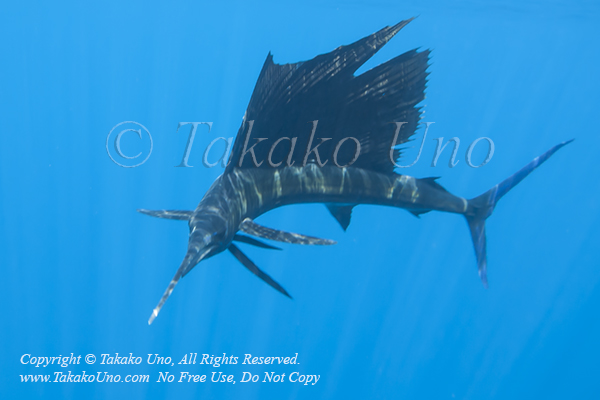 Pacific Sailfish 04tc Istiophorus platypterus 0968