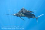 Pacific Sailfish 05t Istiophorus platypterus 0970