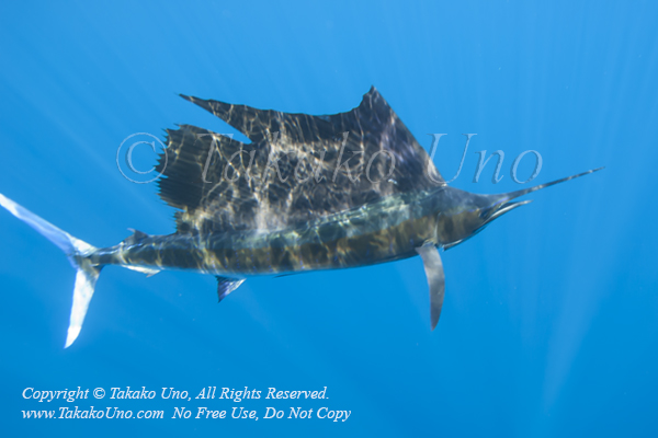 Pacific Sailfish 06tc Istiophorus platypterus mof 0988