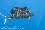 Pacific Sailfish 06tc Istiophorus platypterus mof 0988