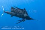 Pacific Sailfish 07tc Istiophorus platypterus 0975