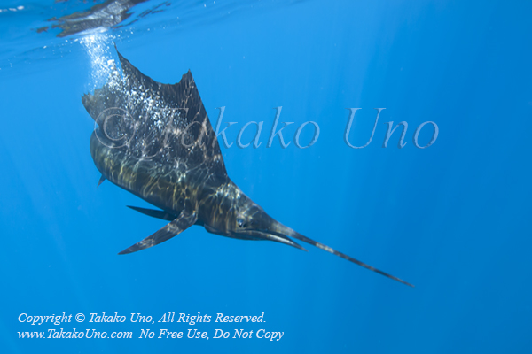 Pacific Sailfish 14tc Istiophorus platypterus OF 0990