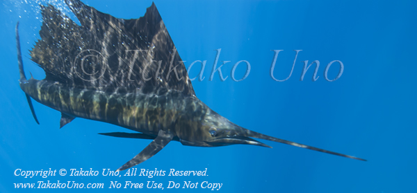 Pacific Sailfish 15tc Istiophorus platypterus 0991