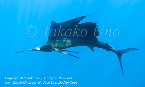 Pacific Sailfish 08tc Istiophorus platypterus munching 0958