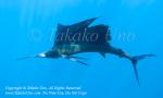 Pacific Sailfish 08tc Istiophorus platypterus munching 0958