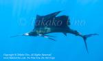 Pacific Sailfish 08tc Istiophorus platypterus munching 0958