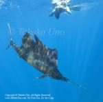 Pacific Sailfish 19tc Istiophorus platypterus & Stephen 0997