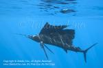 Pacific Sailfish 20tc Istiophorus platypterus 1005