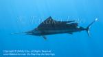 Pacific Sailfish 21tc Istiophorus platypterus 1006