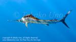 Pacific Sailfish 22tc2 Istiophorus platypterus 1009