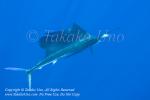 Pacific Sailfish 202tc Istiophorus platypterus & Sardine 0954