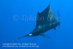 Pacific Sailfish 203tc Istiophorus platypterus munching 0957