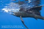 Pacific Sailfish 204t Istiophorus platypterus whacking fish 0972