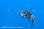 Pacific Sailfish 206tc Istiophorus platypterus 0998