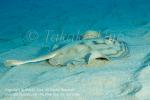 Reef Stingray 02tc Urobatis concentricus 2160
