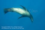 Sealion 13tc 1861