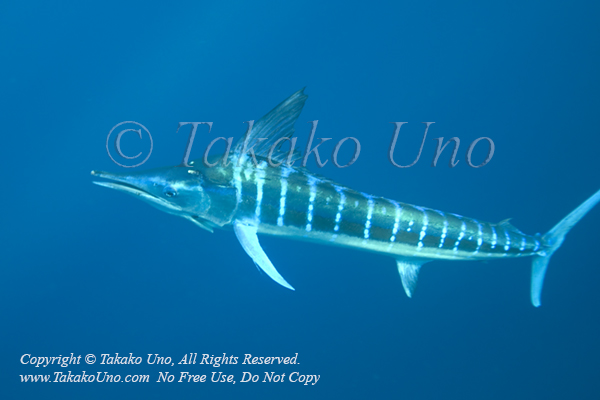 Striped Marlin 02tc Kajikia audax 0920