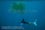 Striped Marlin 07tc Kajikia audax & Sardine 1491