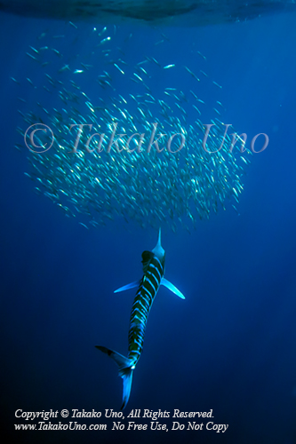 Striped Marlin 08tc Kajikia audax & Sardine 1496