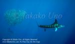 Striped Marlin 10tc2 Kajikia audax & Sardine 1504