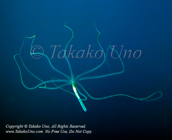 Tube Anemone 01tc2 Pelagic Larval Stage, Ceriantharia 0924