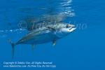 Tuna 01tc Yellowfin, Thunnus albacares 0950