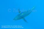 Tuna 02tc Yellowfin, Thunnus albacares 0937