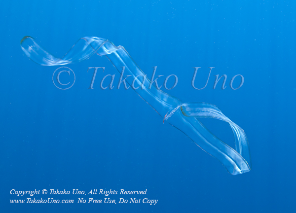 Venus Girdle Comb Jelly 01tc Cestum veneris & Shrimp 0926