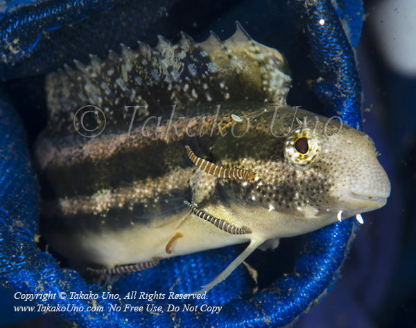 Blenny 11tc Sabre-tooth w Parasite in Jeans 5743 Ambon2014