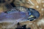 Cardinalfish 03tc w Parasite 6767 Komodo2009