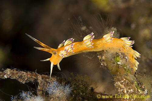 Cratena? 34tc 0217 bl, scientist replied, "No Idea!"