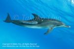 Dolphin 47tc & Remora 5310 Bahamas2009