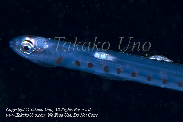 Lizardfish 26tc w Isopod 4457 Palau2015