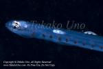 Lizardfish 26tc w Isopod 4457 Palau2015