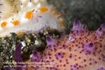 Nudi 17tc Mexichromis & Isopod 2862 Bali2012